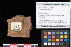 Foto (Objekt + Etikett) von Callitris brongniartii Endl. (NHMW-GEO-2024-0188-0147)